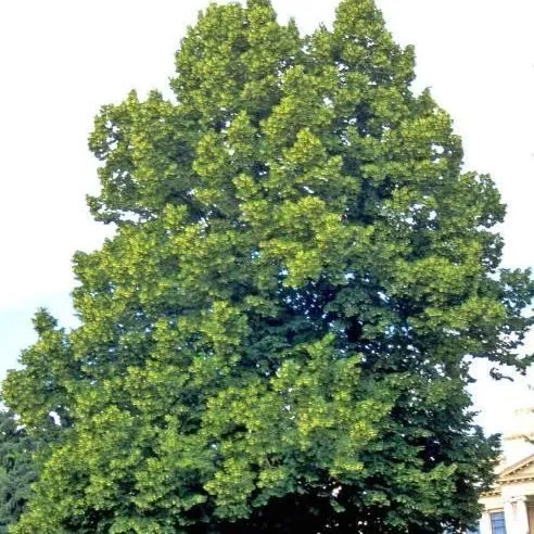 thumbnail for publication: Tilia americana 'Fastigiata': 'Fastigiata' American Linden